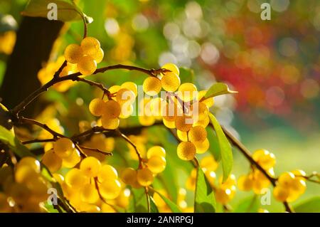 Cherry elaeagnus, Elaeagnus Multiflora mit vielen Beeren Stockfoto