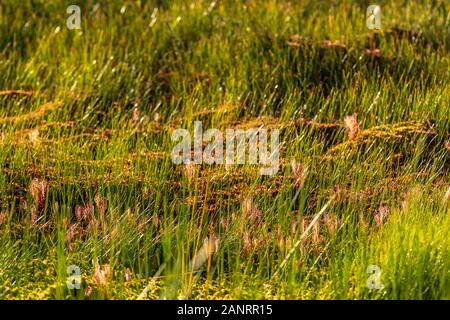 Fleischfressende Pflanzen im Moor (Natur). Drosera Anglica - englische Sonnentau oder große Sonnentau. Stockfoto