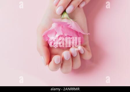 Solide Maniküre auf Mädchen Nägel mit Gel polnisch, Hände, die Blumen auf rosa Hintergrund. Konzept natürliche organische Hautpflege Stockfoto
