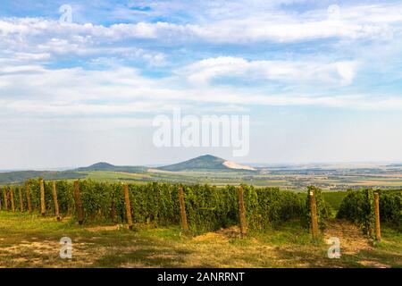 Weinberge in der Nähe von Villány, Baranya, Südungarn Stockfoto