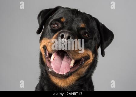 Weiblich, Rottweiler 3,5 Jahre, Großbritannien. Stockfoto