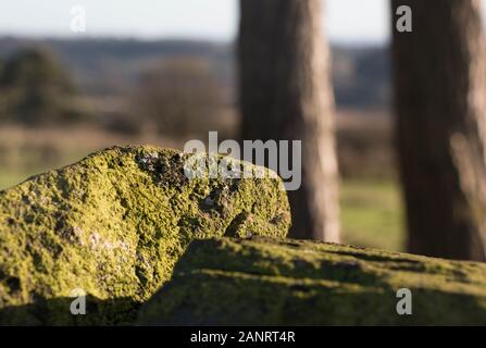 Detail von Moos auf sonnenbeschienenen Felsen und Bäume im Hintergrund Stockfoto