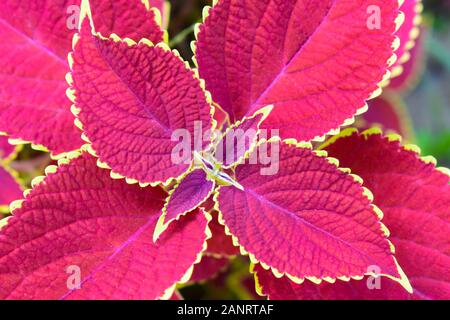 bunch of red autumn leaves blooming beautiful Stockfoto