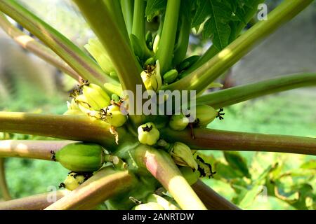 Viele schöne Papaya-Blumenknospen blühen in einem Papaya-Baum Stockfoto