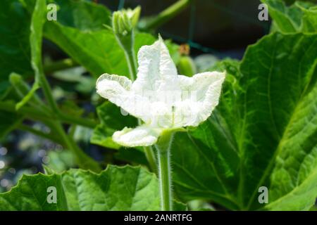 Eine schöne Flasche Gourmblüte mit frischen grünen Blättern Stockfoto