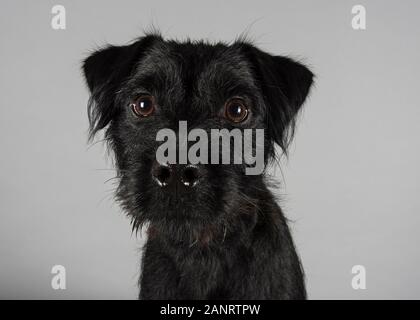 Grenz-Terrier mit einem Patterdale Terrier überschritten - 8 Monate alt. Stockfoto