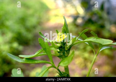 Blume mit Blättern Calendula Schön nahe Calendula officinalis Stockfoto