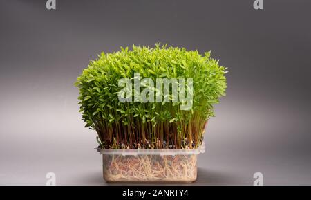 Frische microgreens Nahaufnahme. Wachsende Sprößlinge für Salat. Stockfoto