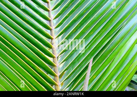 Hintergrund des Coconet-Baums Stockfoto