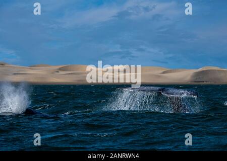 Gray Whale Tail, während Sie in der Bahia Magdalena Sanddünen Hintergrund Stockfoto