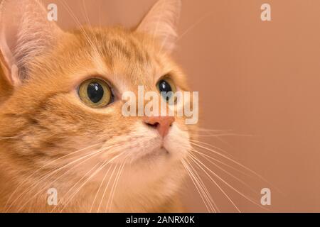 Lustige rote Katze in gemütlicher Atmosphäre. tabby Ginger cat. Suche Ingwer Katze, sitzend auf dem Stuhl. Gerne orange Katze sitzt auf dem Stuhl und ein Stockfoto