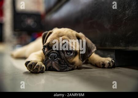 Pug auf den Boden legen und auf jemanden suchen oder warten Stockfoto