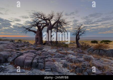 Baobab Bäumen vor Sonnenaufgang Stockfoto
