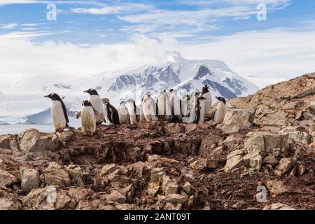 Gruppe von Küken Pinguine auf dem Stein Nest auf der Antarktis Hintergrund. Gentoo Baby, argentinischen Inseln Antarktis Stockfoto