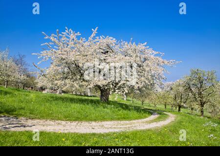 Blühende Kirschbäume und -Straßen in Kernen-Stetten, Baden-Württemberg, Deutschland Stockfoto