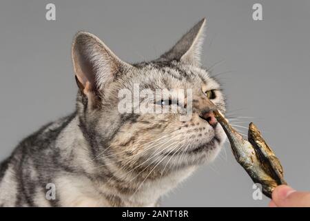 Katze bengalisch Kreuzung (weiblich, 10 Jahre alt), Großbritannien. Stockfoto