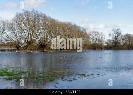 Ackerland überflutet bei Cricklade, Wiltshire Heimat der seltenen Schlangen - Kopf Fritillary Stockfoto