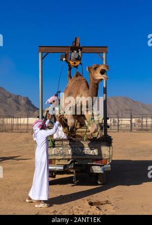 Saudi Mann laden ein Kamel in einem Toyota Auto in der Kamelmarkt, Najran Provinz Najran, Saudi-Arabien Stockfoto