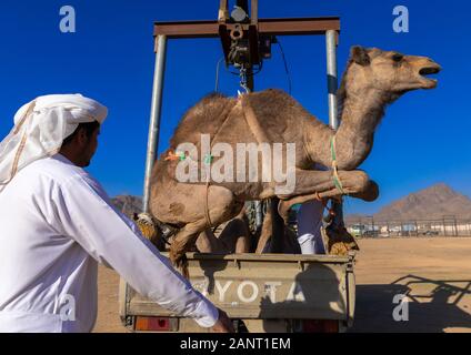 Saudi Mann laden ein Kamel in einem Toyota Auto in der Kamelmarkt, Najran Provinz Najran, Saudi-Arabien Stockfoto