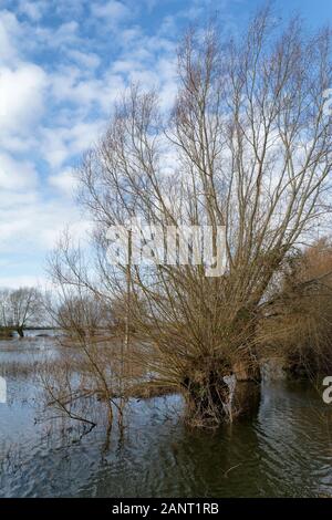 Pollarded Weiden an überfluteten Norden Wiese Natur Reserve bei Cricklade, Wiltshire Stockfoto