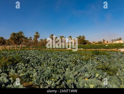 Garten von einem Bauernhof in der Oase, Najran Provinz Najran, Saudi-Arabien Stockfoto