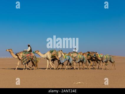 Training für Kamelrennen in der Rub' al Khali Leere Viertel Wüste, Provinz Najran, Hubuna, Saudi-Arabien Stockfoto