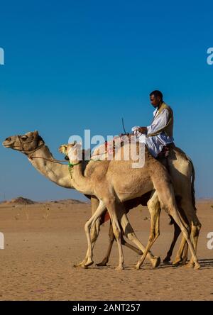 Training für Kamelrennen in der Rub' al Khali Leere Viertel Wüste, Provinz Najran, Hubuna, Saudi-Arabien Stockfoto