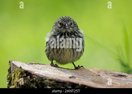 Siskin, Schottland, Großbritannien. Stockfoto