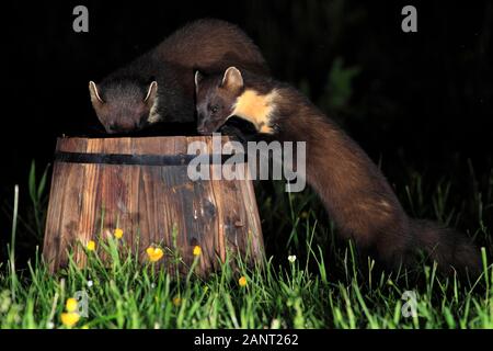 Baummarder (Martes martes) zwei Auschecken eines umgedrehten Anlage Inhaber in einem ländlichen Garten nach Sonnenuntergang, Schottland, Großbritannien. Stockfoto