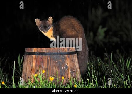 Baummarder (Martes martes) saß auf einem umgedrehten Anlage Inhaber in einem ländlichen Garten nach Sonnenuntergang, Schottland, Großbritannien. Stockfoto