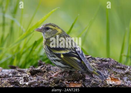 Siskin, Schottland, Großbritannien. Stockfoto