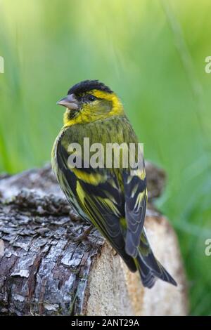 Siskin, Schottland, Großbritannien. Stockfoto