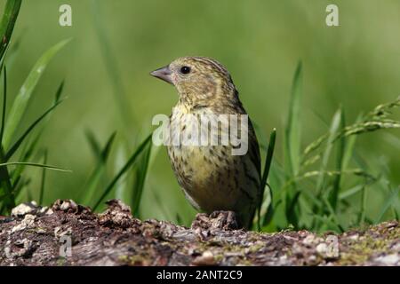 Siskin, Schottland, Großbritannien. Stockfoto