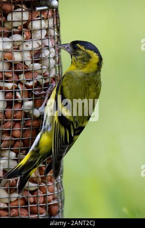 Siskin (Carduelis Spinus) Fütterung aus einem Nusszubringer, Schottland, Großbritannien. Stockfoto