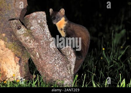 Baummarder (Martes martes) saß auf einem Log in einem ländlichen Garten nach Sonnenuntergang, Schottland, Großbritannien. Stockfoto