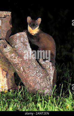 Baummarder (Martes martes) saß auf einem Log in einem ländlichen Garten nach Sonnenuntergang, Schottland, Großbritannien. Stockfoto