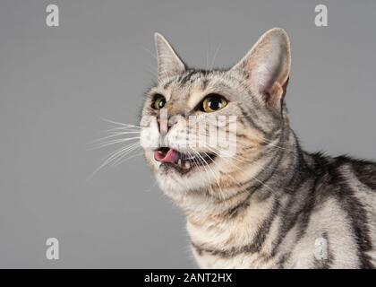 Katze bengalisch Kreuzung (weiblich, 10 Jahre alt), Großbritannien. Stockfoto