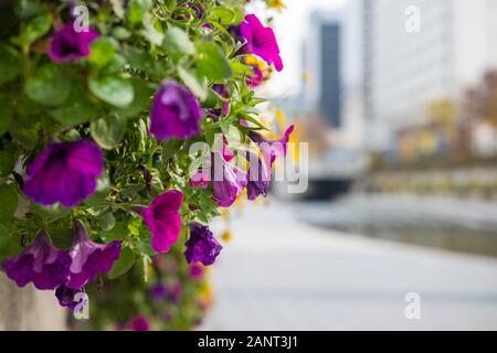 Blume mit verschwommenen Hintergrund des Cheonggyecheon Strom, einen modernen öffentlichen Raum in Seoul, Südkorea Stockfoto