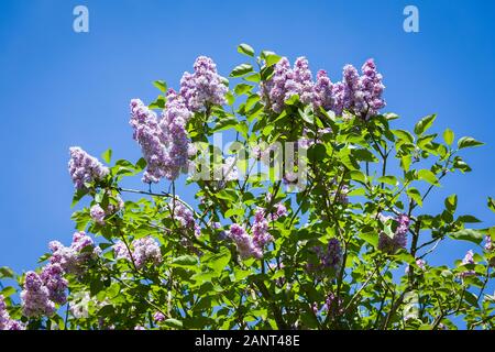 Syringa vulgaris Katherine Hevemeyer Blütezeit vor blauem Himmel im späten Frühjahr in Großbritannien Stockfoto