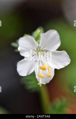Polemonium caeruleum Album - Jakobs Leiter Stockfoto
