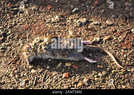 Farbfoto einer toten Ratte auf einem schlammigen Boden Stockfoto