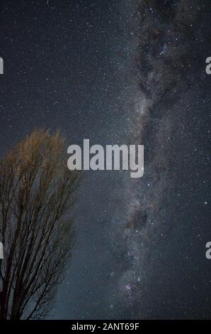 Milchstraße über einen blattlosen Baum auf einer klaren Winternacht Stockfoto