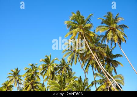 Kokospalmen gegen den blauen Himmel. Stockfoto