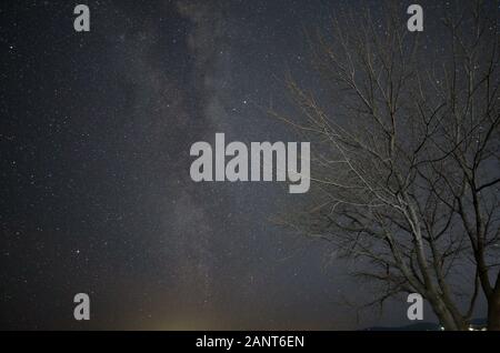 Milchstraße über einen blattlosen Baum auf einer klaren Winternacht Stockfoto