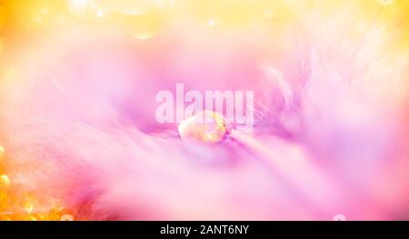 Schönen natürlichen Hintergrund, Tropfen Wasser aus regen auf Federn rosa Flamingo Vogel, Licht Sonne. Konzept Zärtlichkeit und Sinnlichkeit Romantik Stimmung Stockfoto