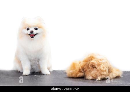 Konzept Friseur für Tiere, Groomer hat Happy Dog pomeranian spitz getrimmt Stockfoto