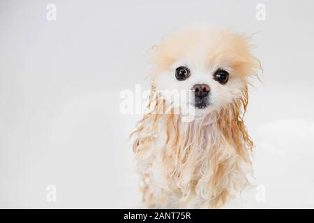 Nasse wolle Zittern einsam Dog Groomer waschen Sie die Haare in Weiß Badewanne pomeranian spitz Stockfoto