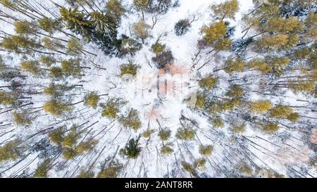 Fichte Bäume im Winter Wald, Luftbild Drohne von Oben nach Unten anzeigen. Stockfoto