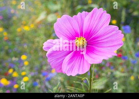 Detaillierte Ansicht einer farbenfrohen, rosafarbenen Kosmosblume in einem Garten Stockfoto
