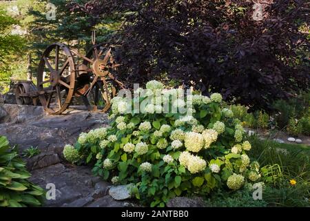 Weiße Hortensia arborescens 'Annabelle' Blumen und ein alter rostiger Metallkartoffelgräber im Vorgarten im Sommer Stockfoto
